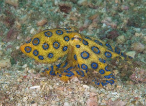 blue ringed octopus